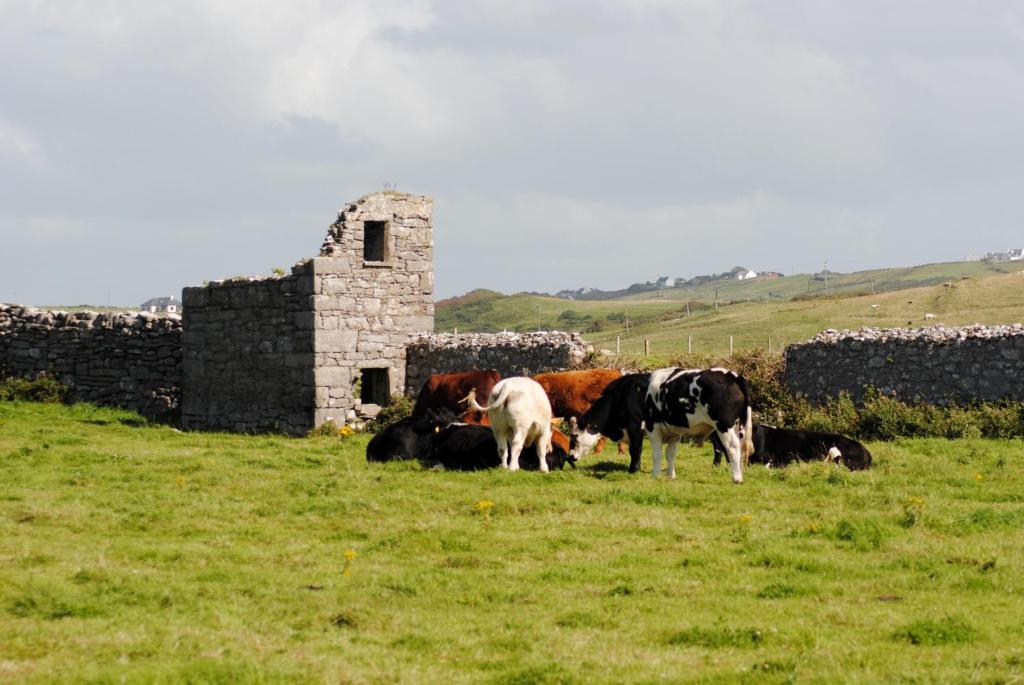 دولين O'Connor'S Accommodation المظهر الخارجي الصورة